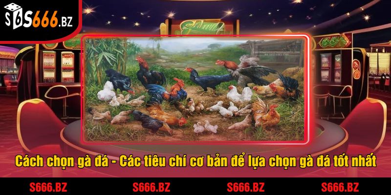 Cách chọn gà đá - Các tiêu chí cơ bản để lựa chọn gà đá tốt nhất