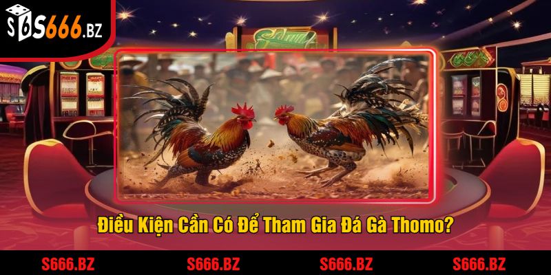 Đá Gà Thomo Tại S666 - Trải Nghiệm Đấu Gà Hấp Dẫn 2 Điều Kiện Cần Có Để Tham Gia Đá Gà Thomo?