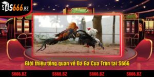 Giới thiệu tổng quan về Đá Gà Cựa Tròn tại S666