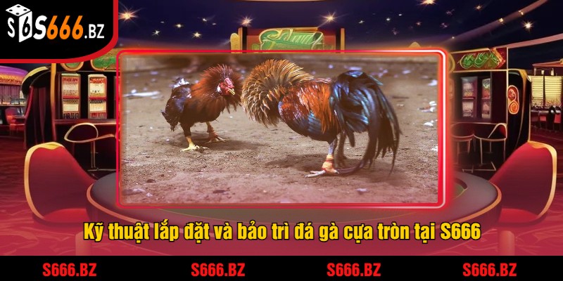 Đá Gà Cựa Tròn Tại S666 - Trận Đấu Gà Căng Thẳng 3 Kỹ thuật lắp đặt và bảo trì đá gà cựa tròn tại S666