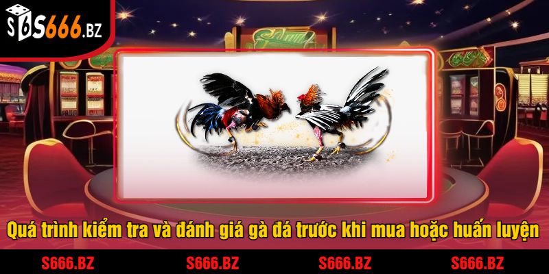 Quá trình kiểm tra và đánh giá gà đá trước khi mua hoặc huấn luyện