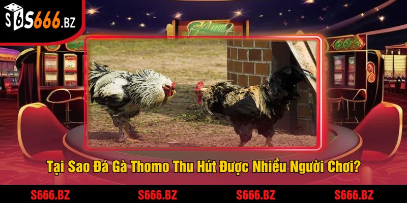 Đá Gà Thomo Tại S666 - Trải Nghiệm Đấu Gà Hấp Dẫn 3 Tại Sao Đá Gà Thomo Thu Hút Được Nhiều Người Chơi?