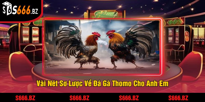 Đá Gà Thomo Tại S666 - Trải Nghiệm Đấu Gà Hấp Dẫn 1 Vài Nét Sơ Lược Về Đá Gà Thomo Cho Anh Em